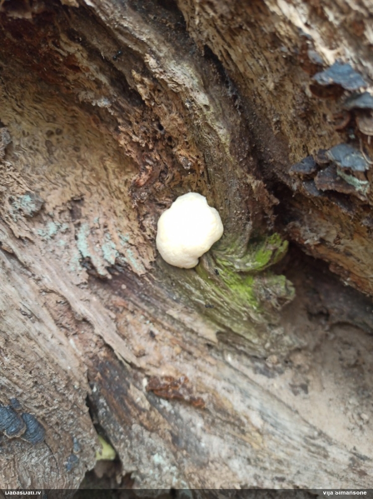 Neīstais pūpēdis, parastais gļotpūpēdis