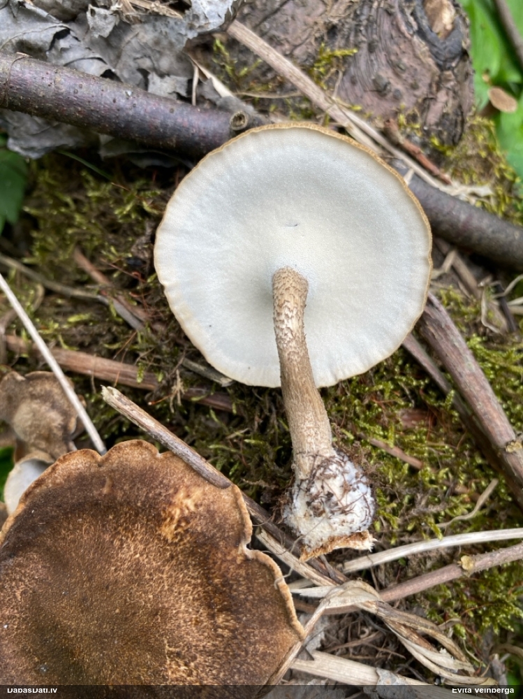 Skropstainā kātiņpiepe