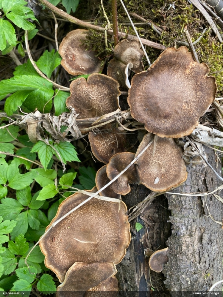 Skropstainā kātiņpiepe