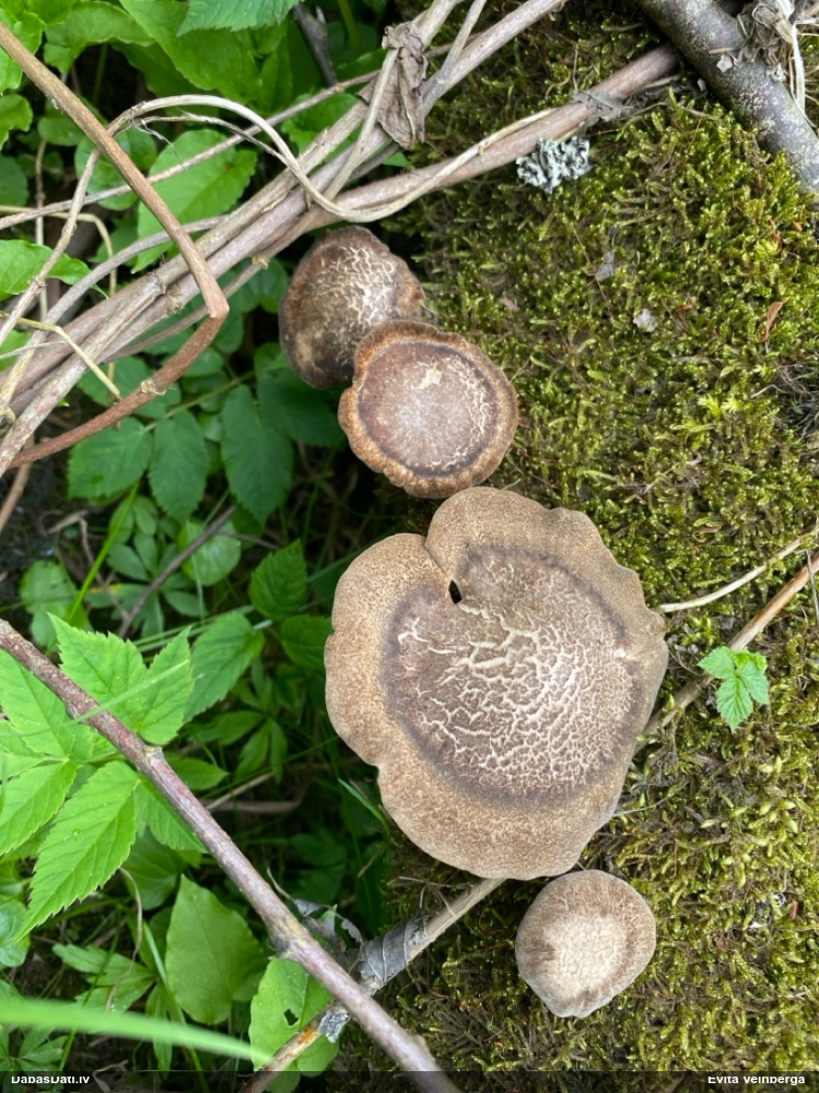 Skropstainā kātiņpiepe