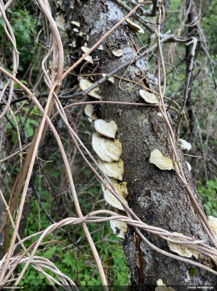 Sarainā tauriņpiepe