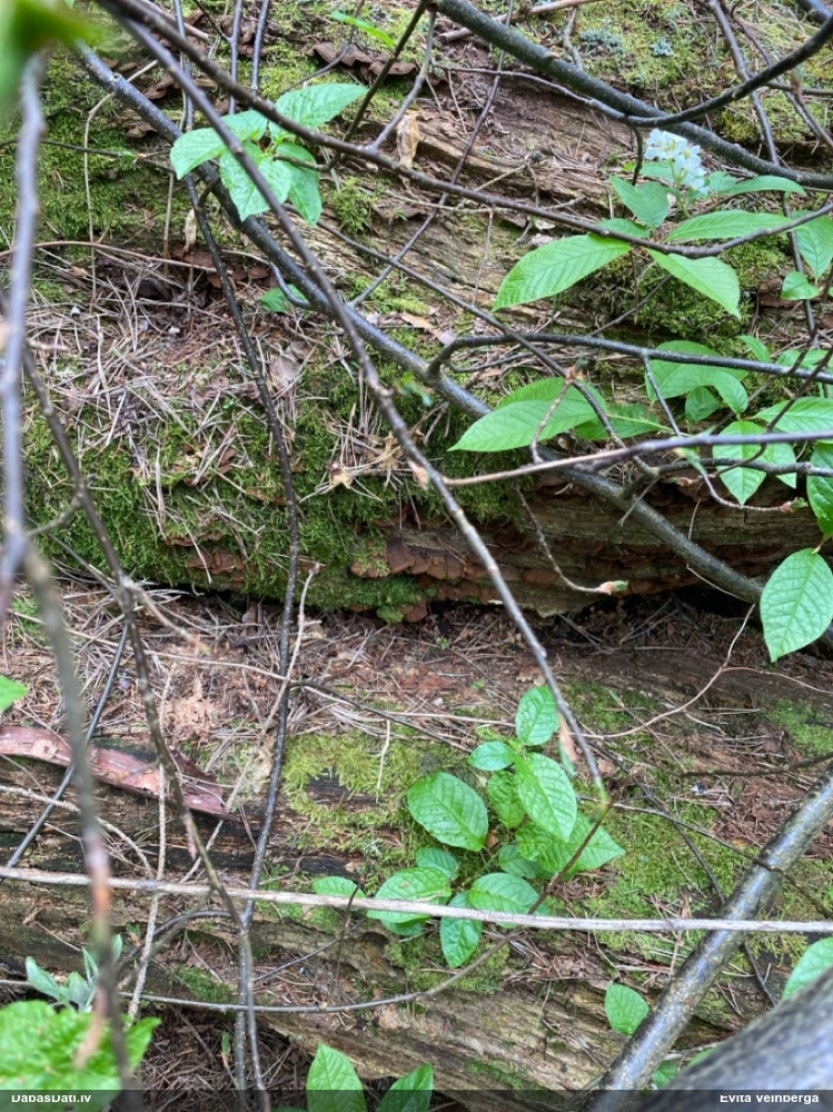 Ozolu brūnsvārcene