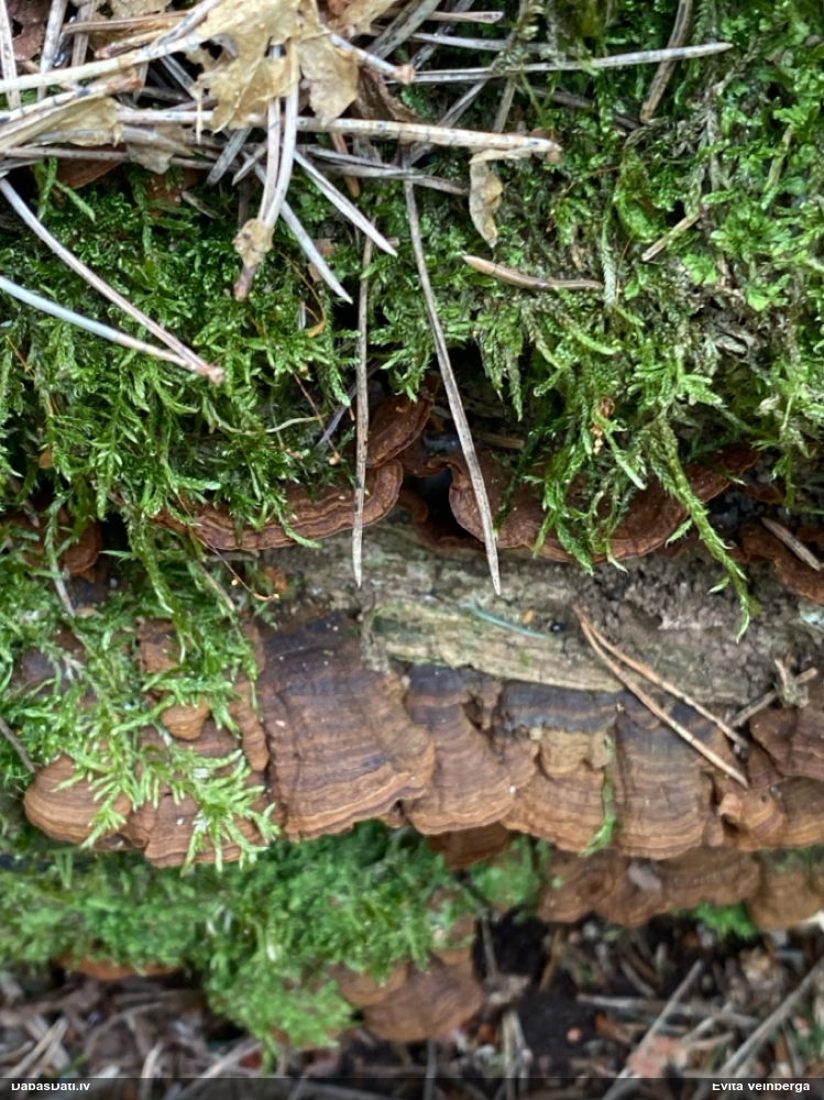 Ozolu brūnsvārcene