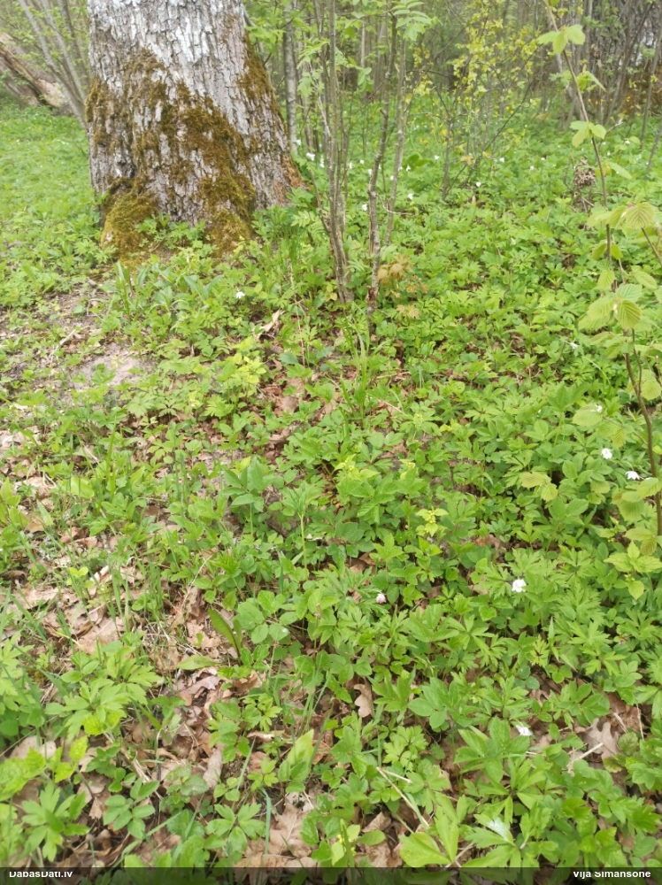 зеленчук желтый