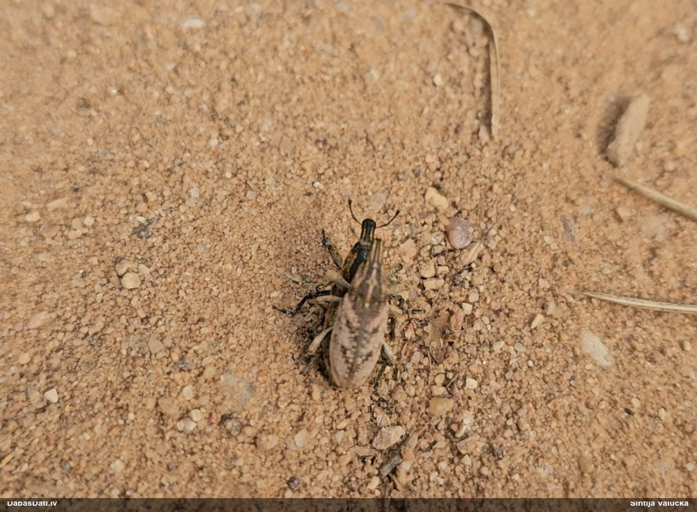 Smecernieks Cleonis pigra