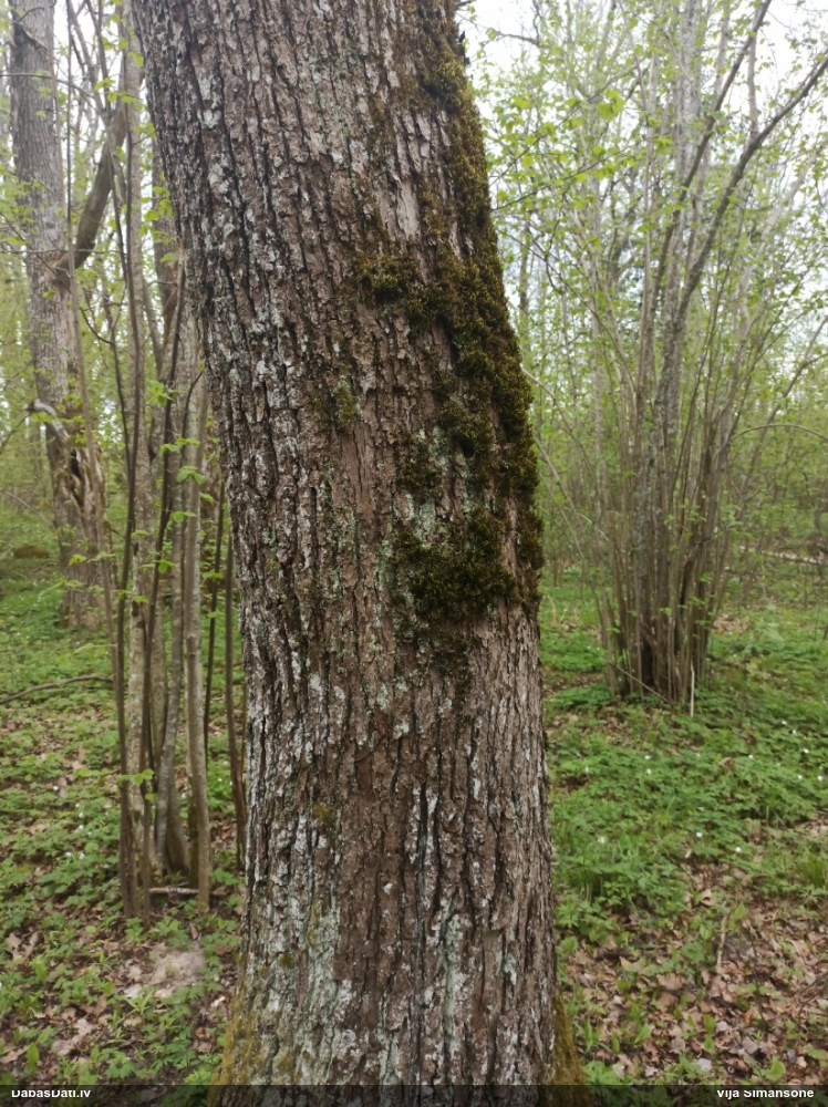 Parastā vāverastīte