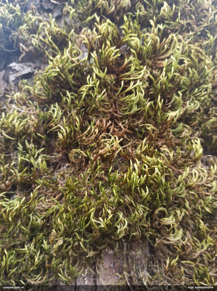 Parastā vāverastīte