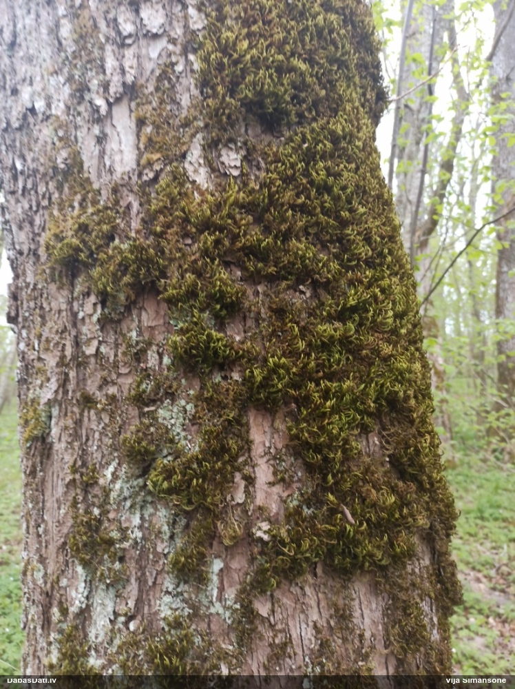 Parastā vāverastīte