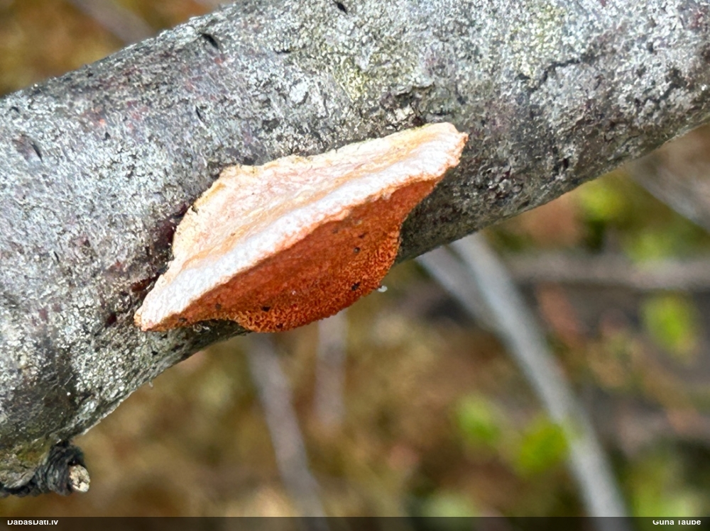 Parastā cinobrpiepe