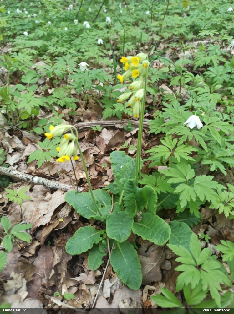 первоцвет весенний