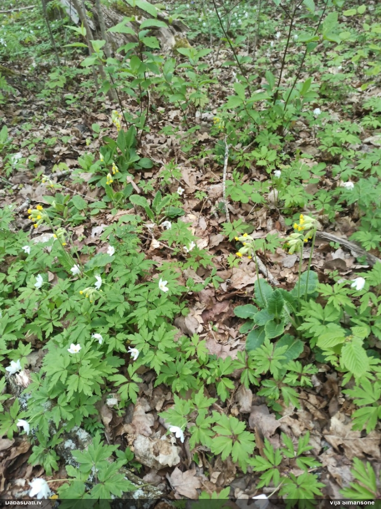 первоцвет весенний