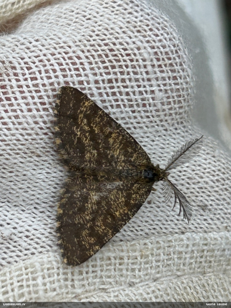 Brūnais viršu sprīžmetis