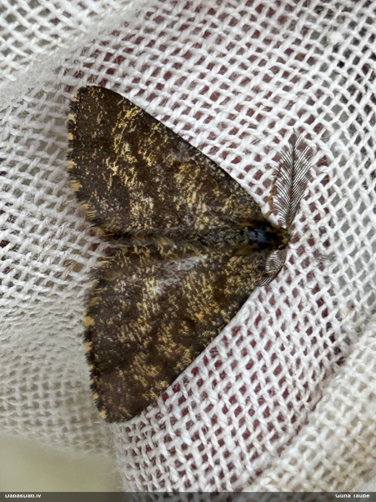 Brūnais viršu sprīžmetis