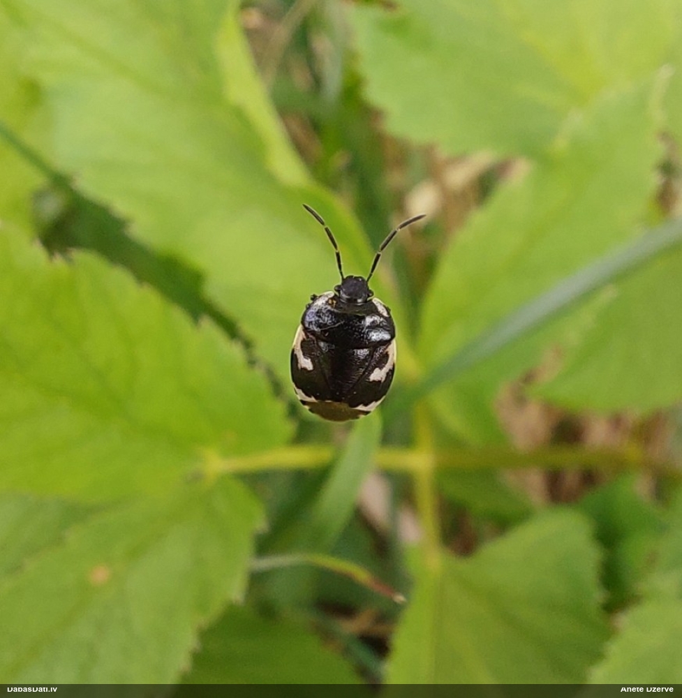 Racējblakts Tritomegas bicolor