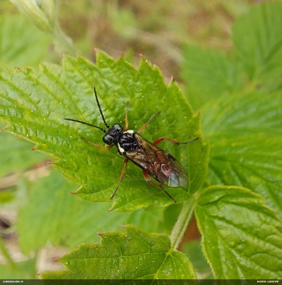 Zāģlapsene (nenoteikta)