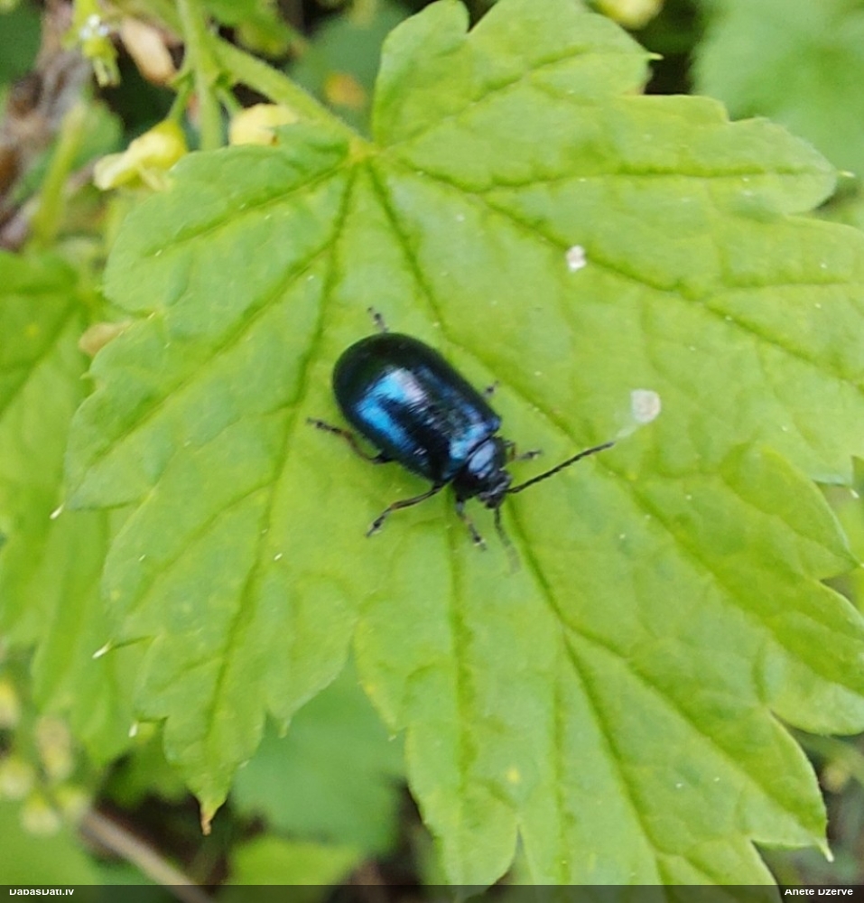 Alkšņu zilais lapgrauzis
