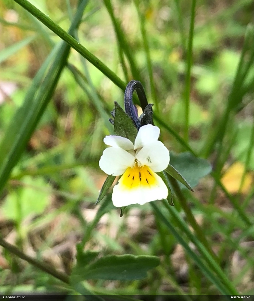 фиалка полевая