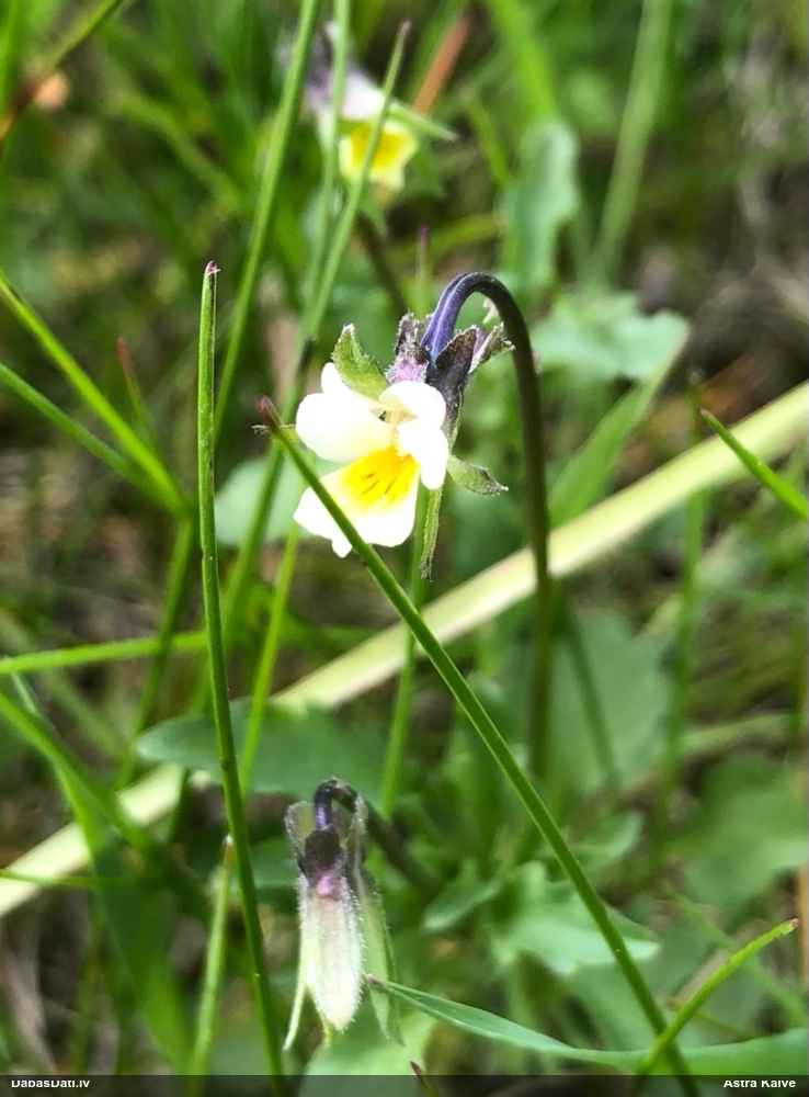 фиалка полевая