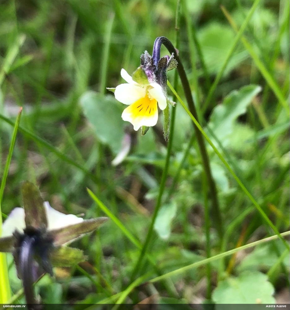 фиалка полевая