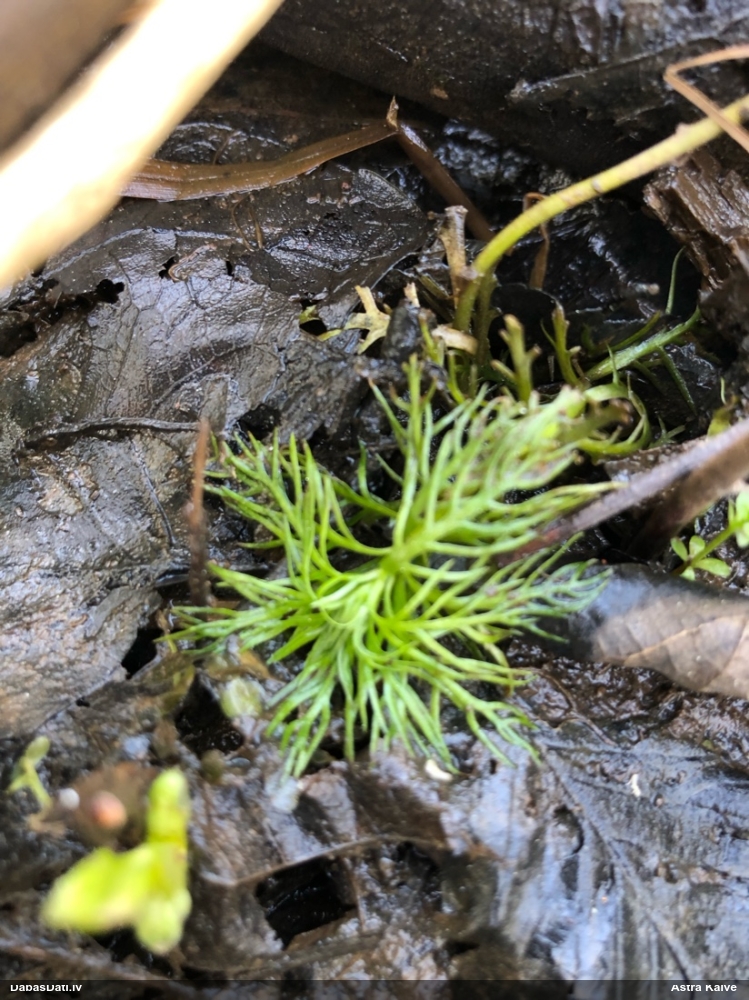 турча болотная