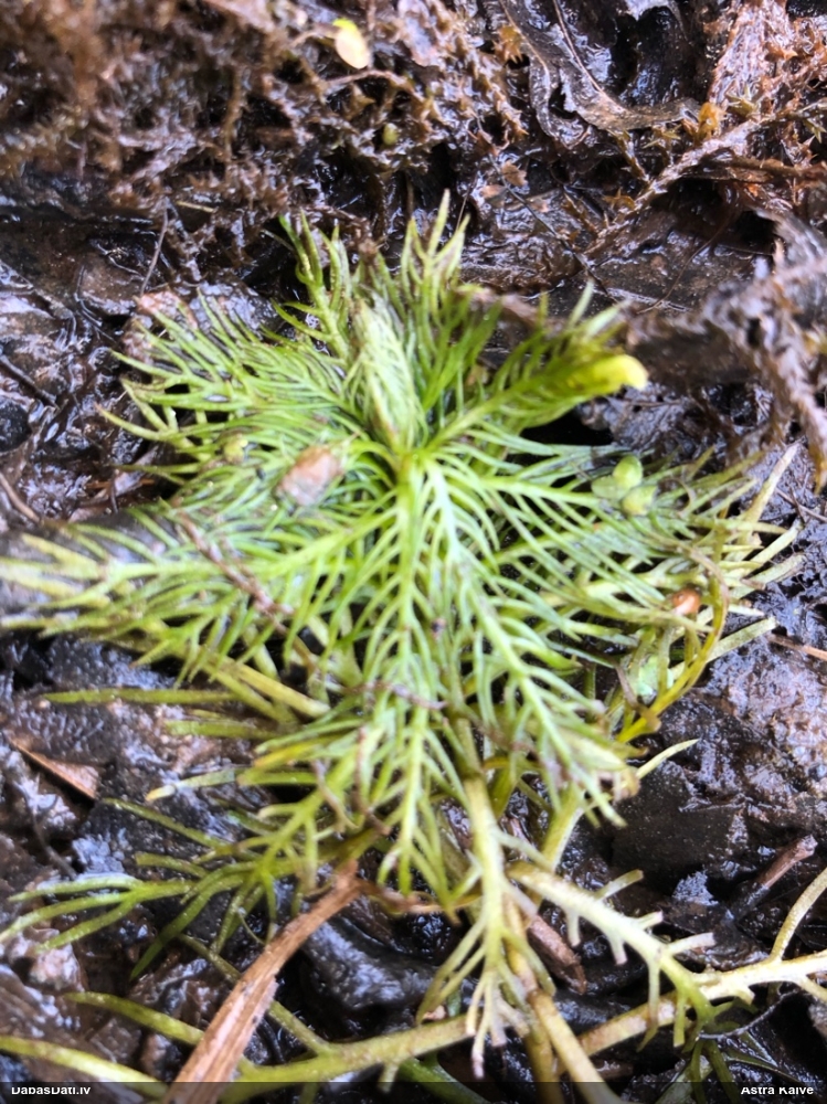 турча болотная