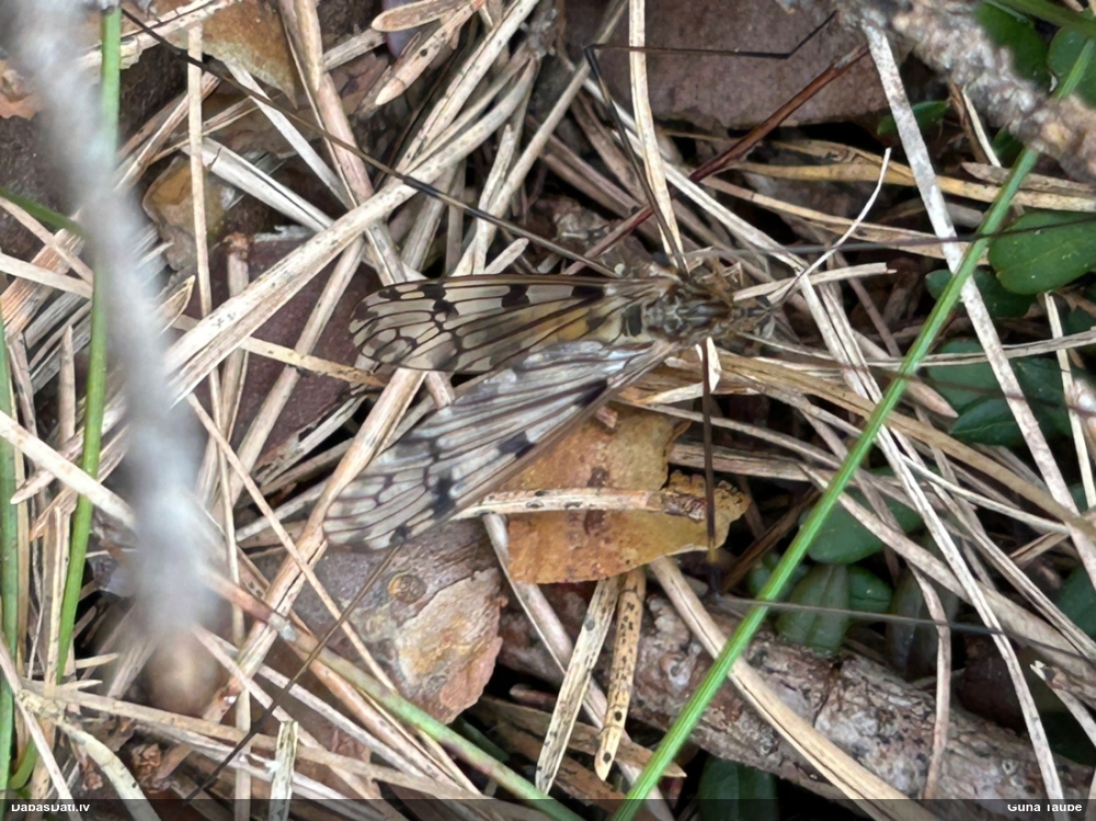 Garkājods (nenoteikts)