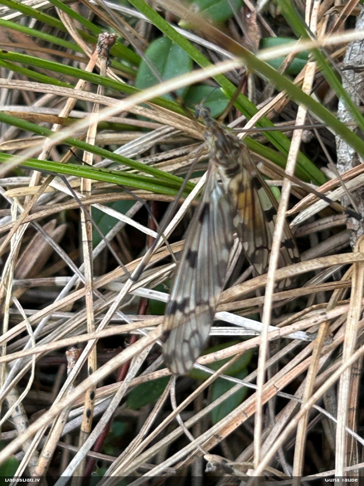 Garkājods (nenoteikts)