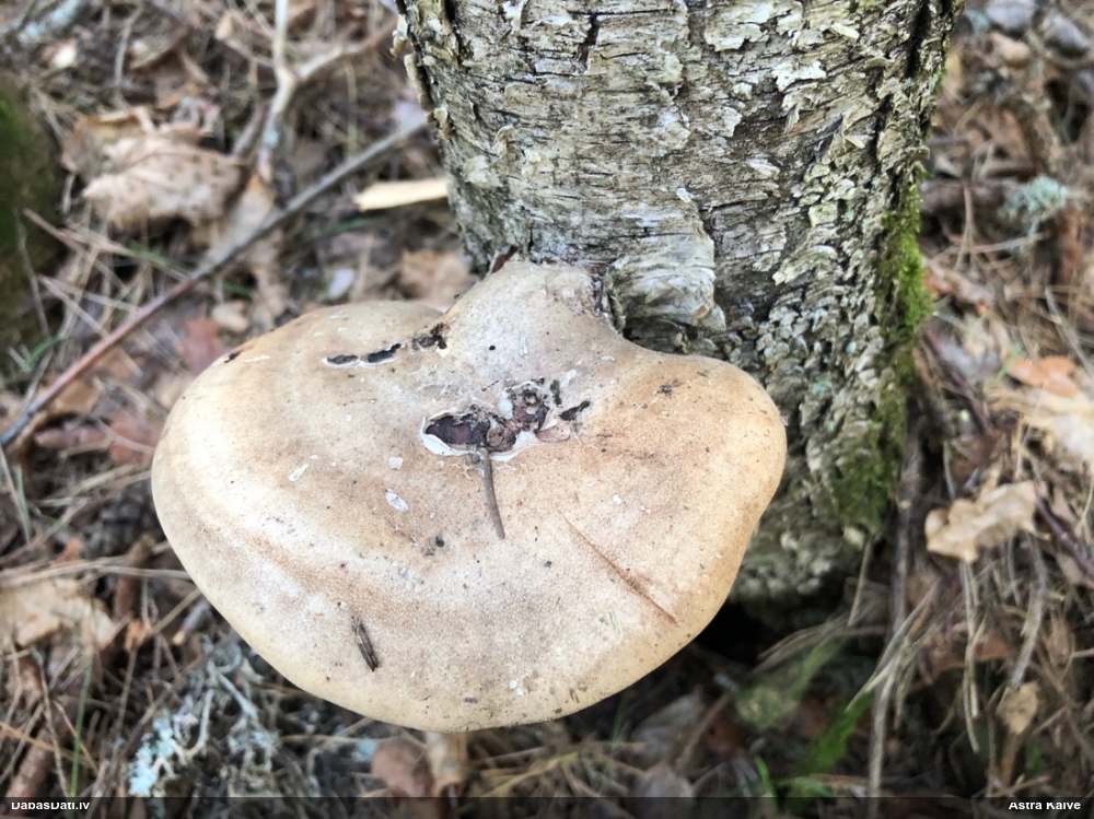 березовый Трутовик