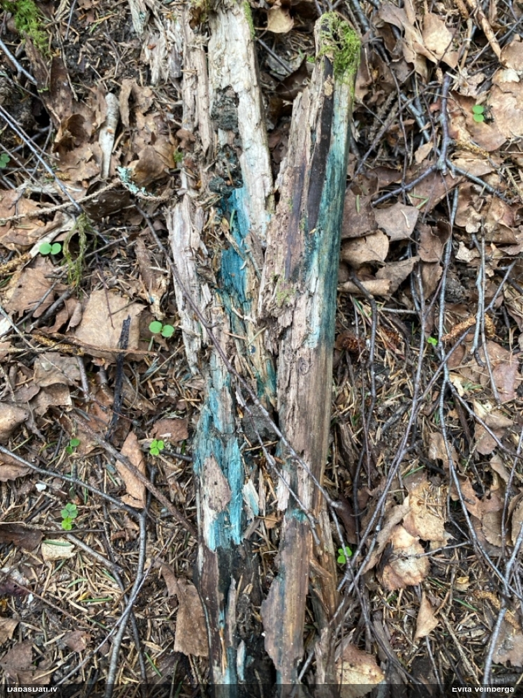 Zilzaļā hlorociborija