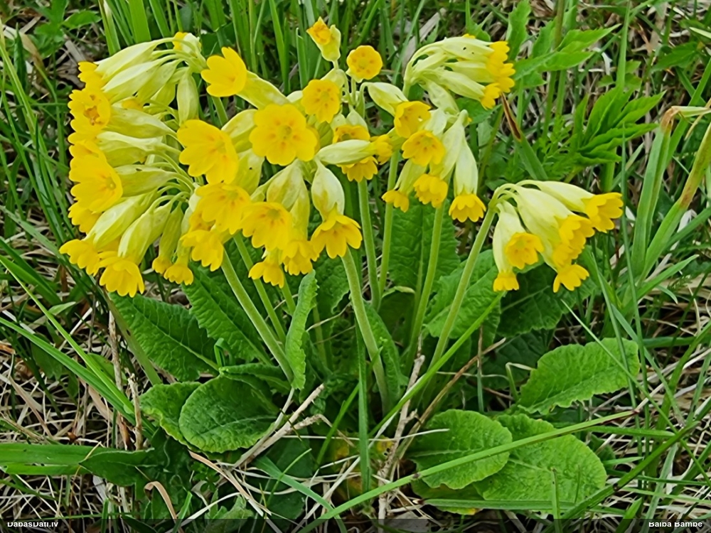 первоцвет весенний