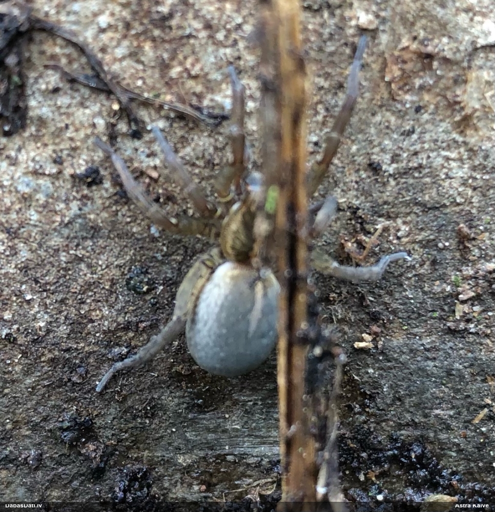 Vilkzirneklis (nenoteikts)