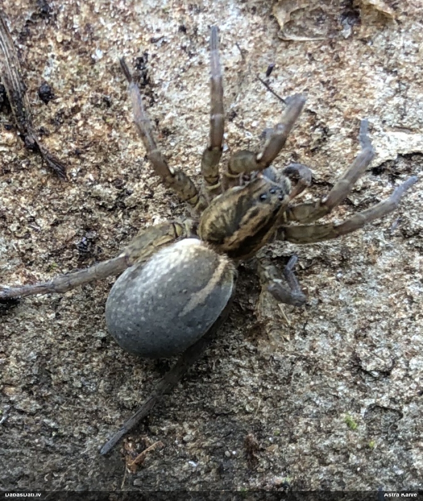 Vilkzirneklis (nenoteikts)