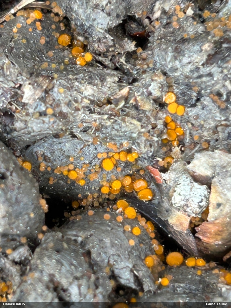 Dzeltenā inermīzija