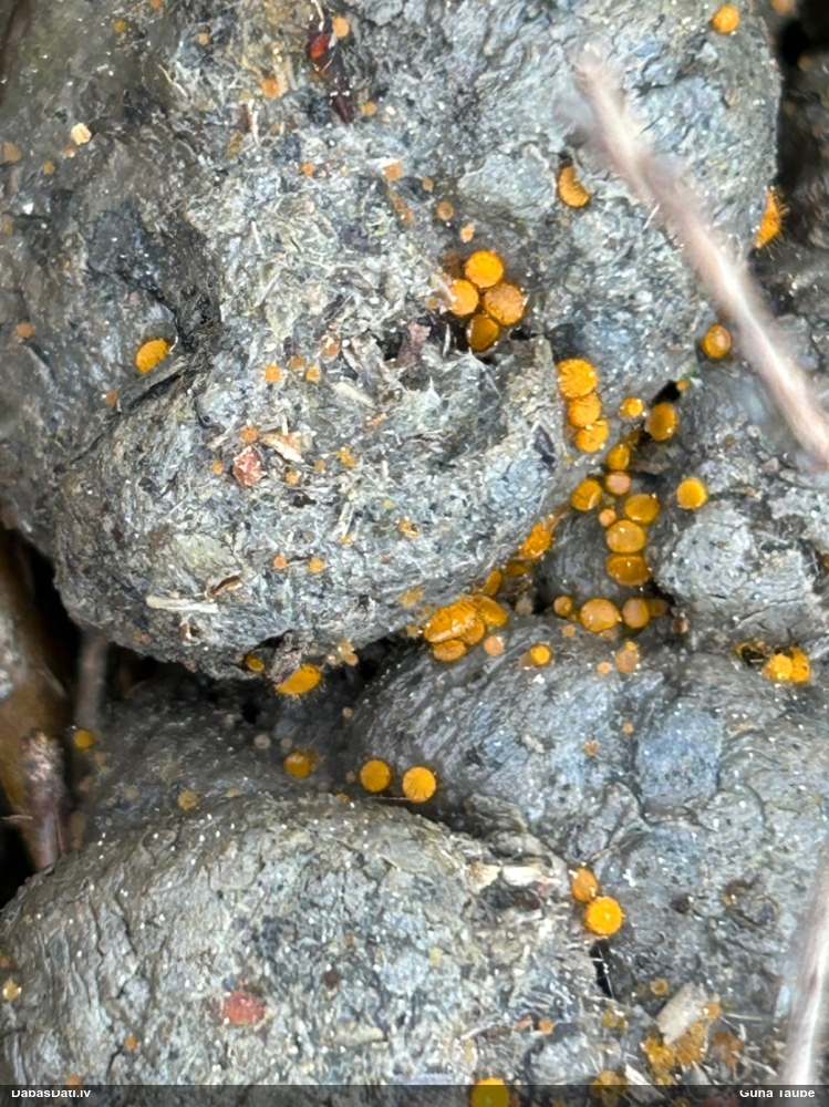 Dzeltenā inermīzija