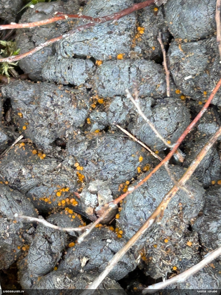 Dzeltenā inermīzija