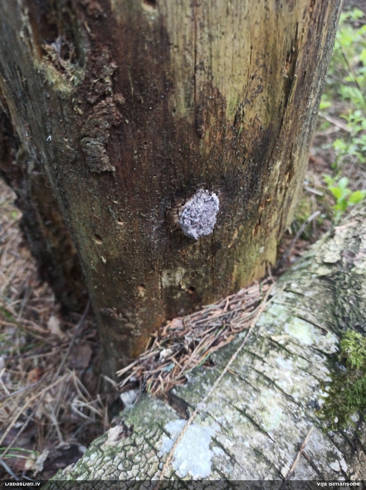 Baltais ragansviests