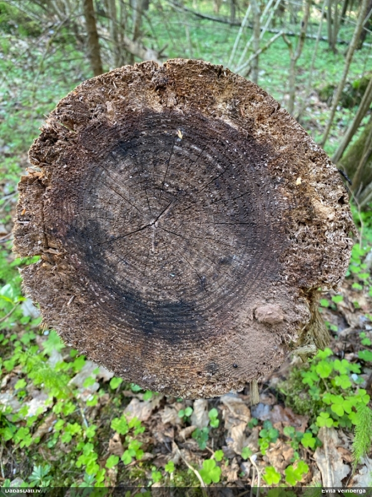 Gļotpūpēdis (nenoteikts)