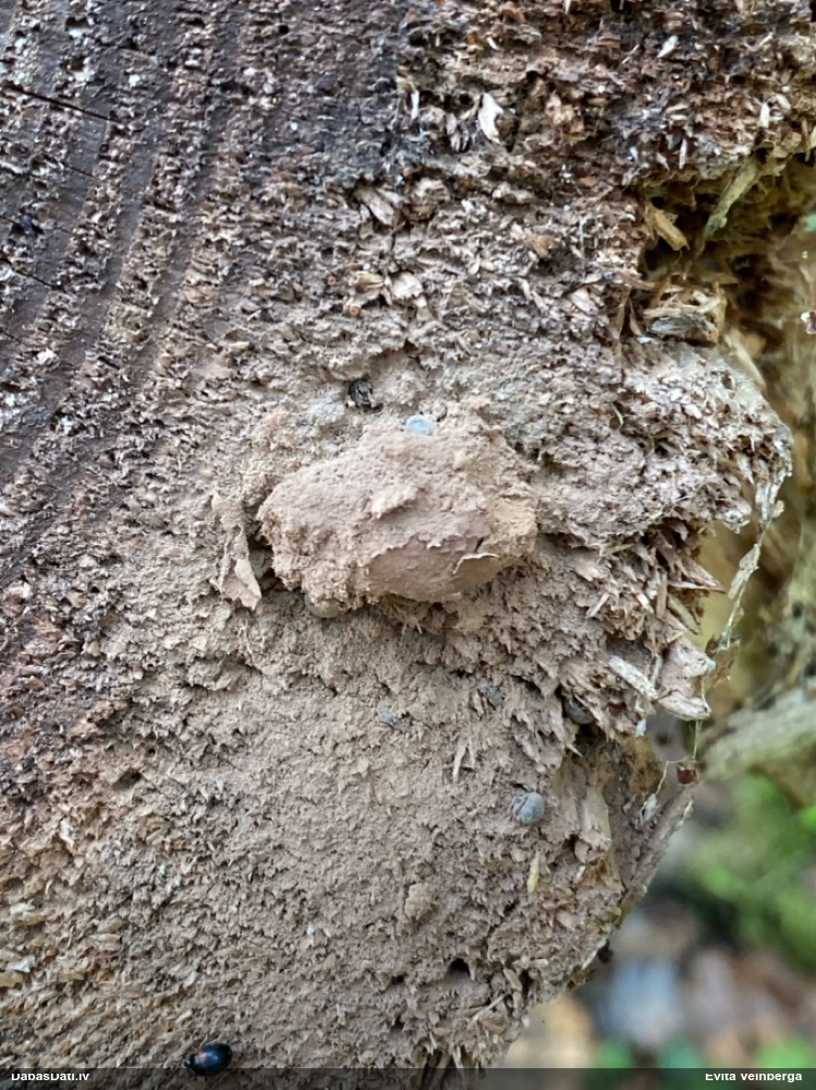 Gļotpūpēdis (nenoteikts)