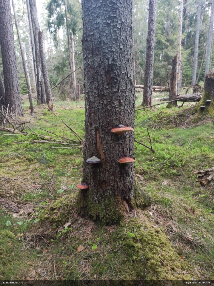 Окаймленный трутовик