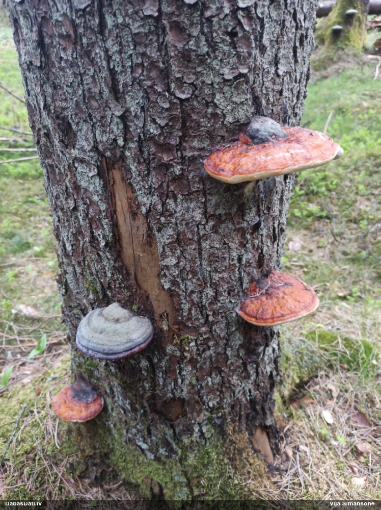 Окаймленный трутовик