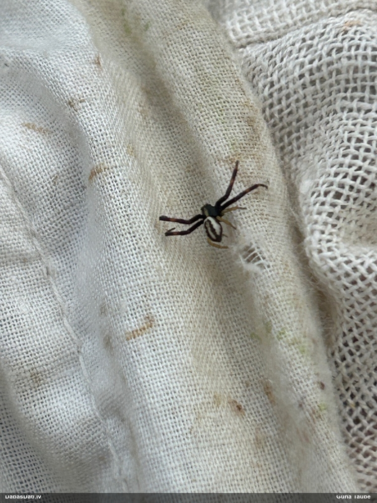 Krabjzirneklis Misumena vatia