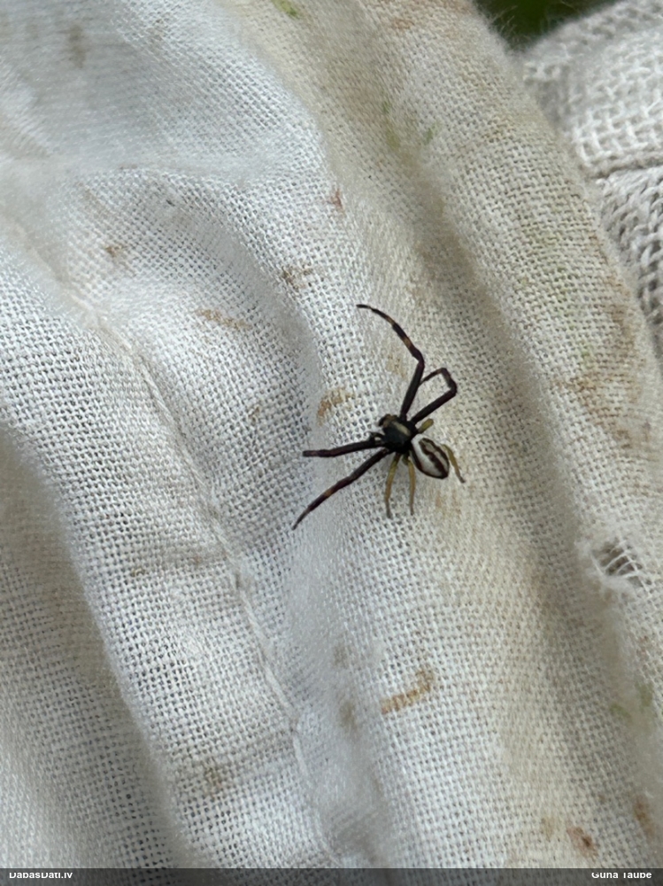 Krabjzirneklis Misumena vatia