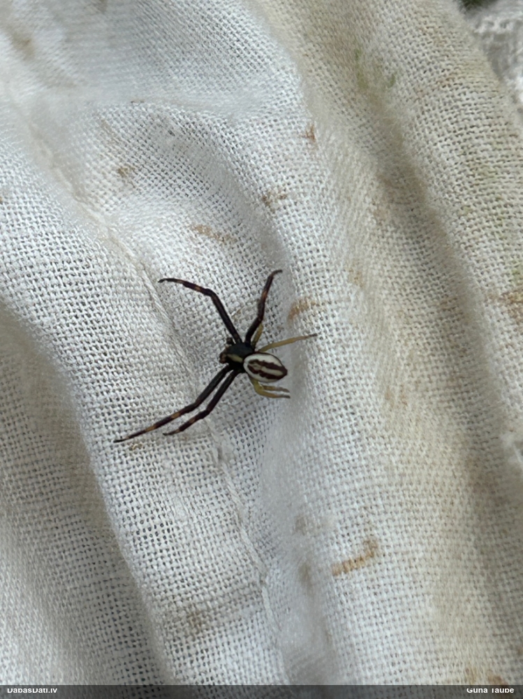 Krabjzirneklis Misumena vatia