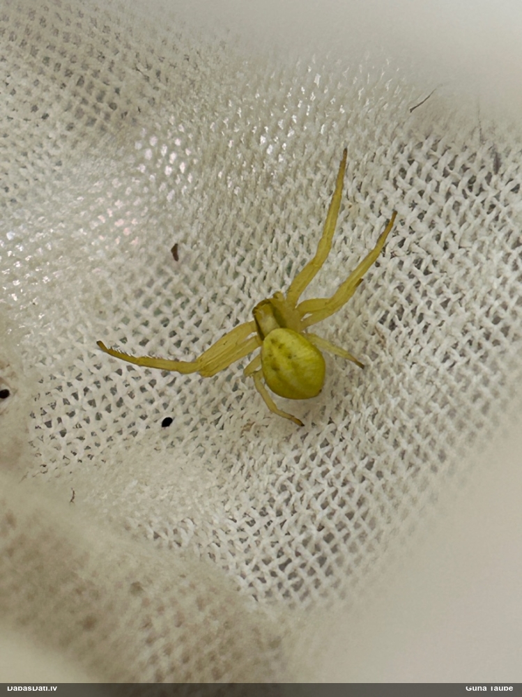 Krabjzirneklis Misumena vatia