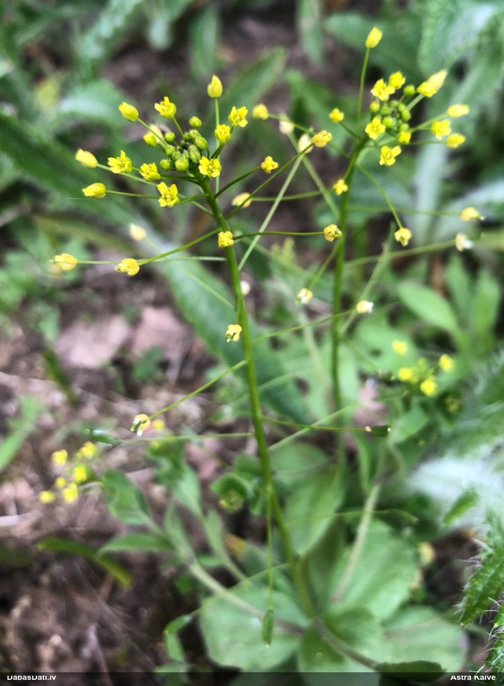 крупка перелесковая