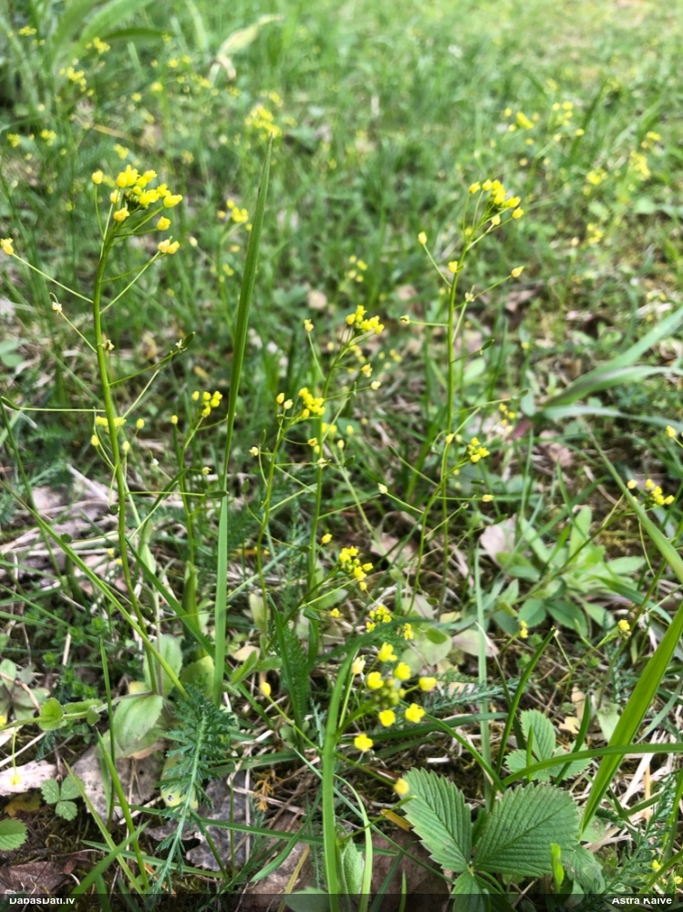 крупка перелесковая