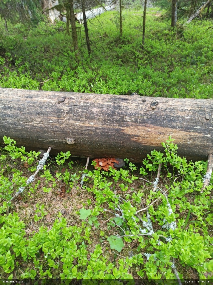 Liesmainā egļpiepe