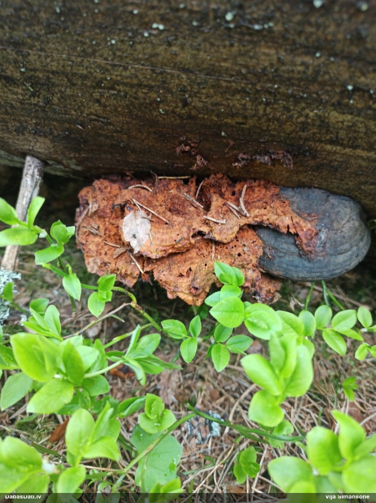 Liesmainā egļpiepe