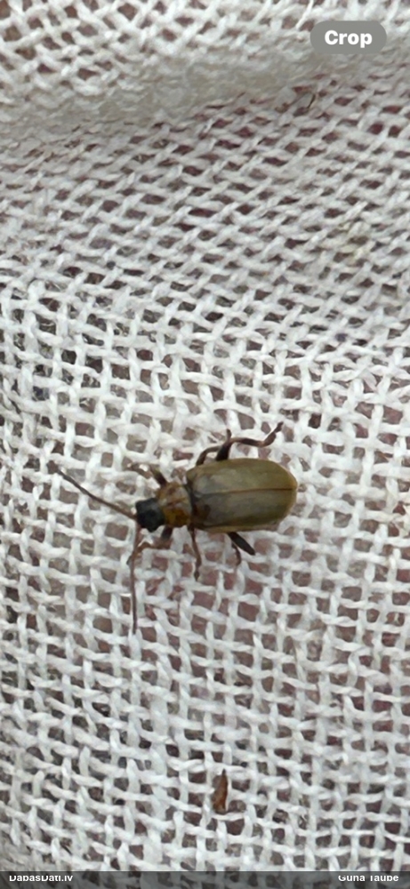 Lapgrauzis Lochmaea sp.