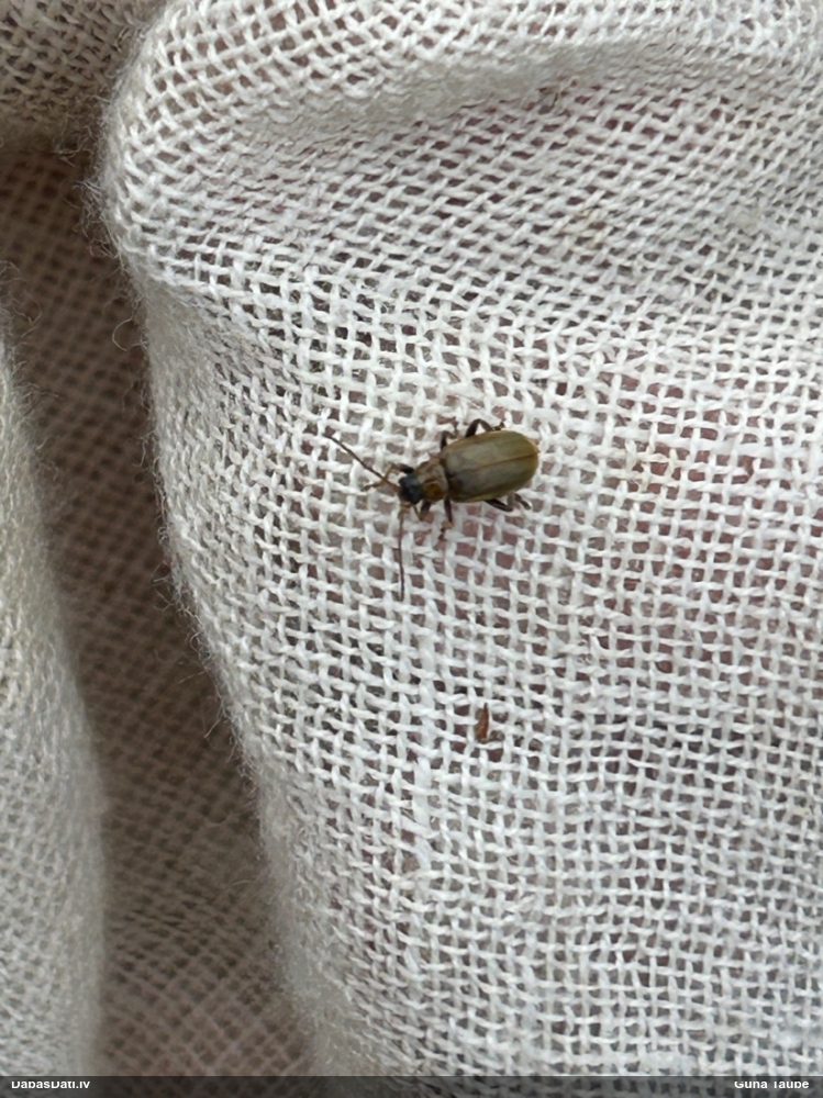 Lapgrauzis Lochmaea sp.